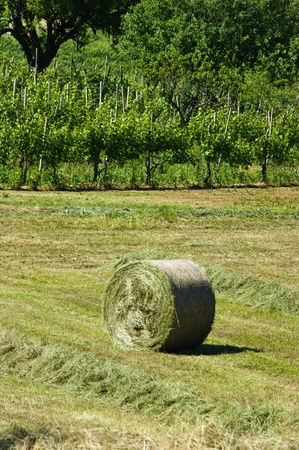 Agricultureの写真素材