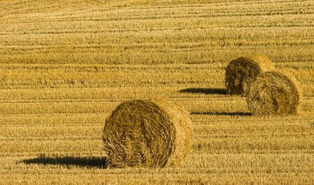 Agriculture