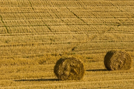 Agricultureの写真素材