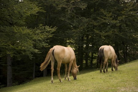 horsesの写真素材