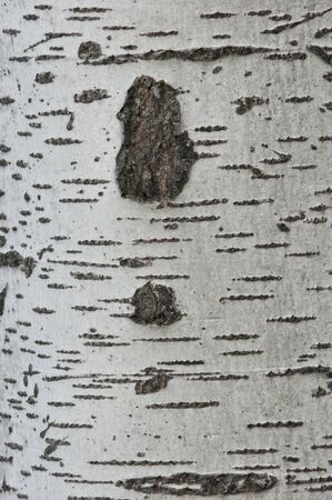 white treeの写真素材