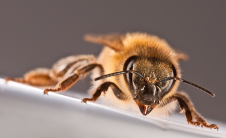 Beeの写真素材