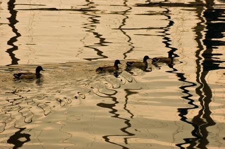 Ducksの写真素材