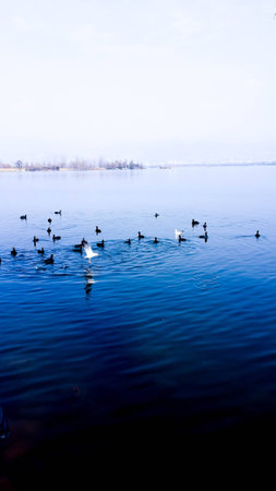 Seagullの写真素材