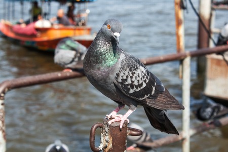pigeon close up on steelの写真素材