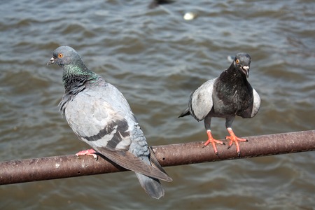 pigeons close up on steelの写真素材