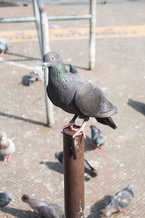 pigeon close up on steelの写真素材