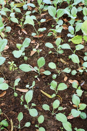 vegetable plot with a small gardenの写真素材