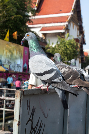 pigeon close up on boardの写真素材
