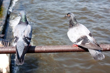 pigeons close up on steelの写真素材