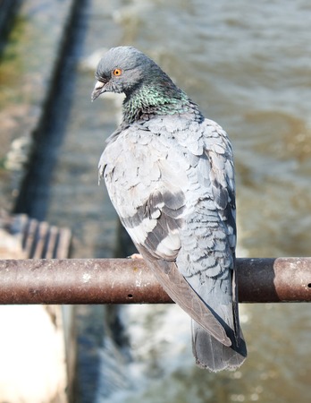 pigeon close up on tubeの写真素材