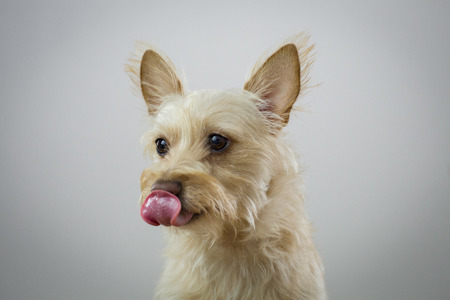 Dog showing his tongueの写真素材