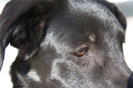 black retriever