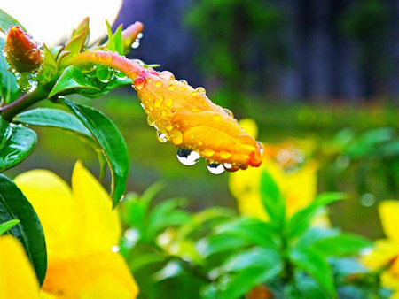 flower buds exposed to moistureの写真素材