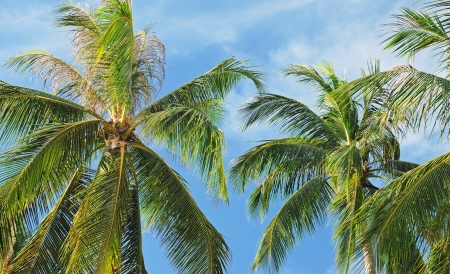 Palmsの写真素材