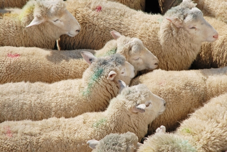 Sheep transportationの写真素材