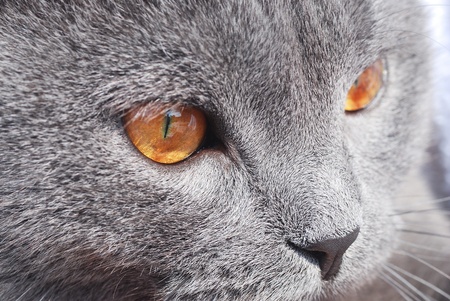 British blue cat detailの写真素材