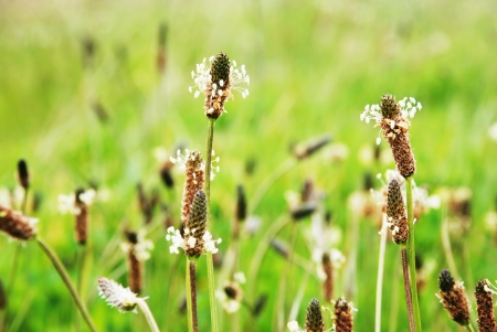 Common plantain - Plantago major - N.O. Plantaginaceaeの写真素材