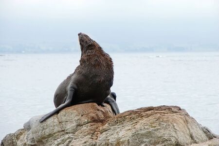 Sea lion resting on the shoreの写真素材