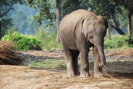 Active baby elephant running aroundの写真素材