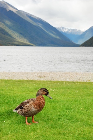 Duck by the lake Rotoroaの写真素材
