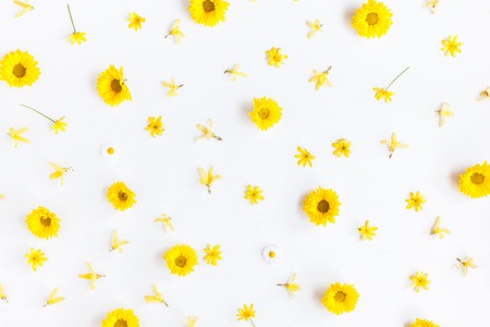 Flowers composition. Pattern made of chrysanthemum flowers on white background. Flat lay, top view