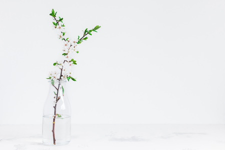 Flowers composition. Apple tree flowers in vase. Front view, copy spaceの写真素材