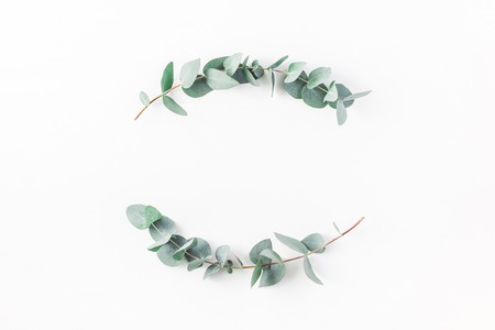 Eucalyptus on white background. Wreath made of eucalyptus branches. Flat lay, top view, copy spaceの写真素材