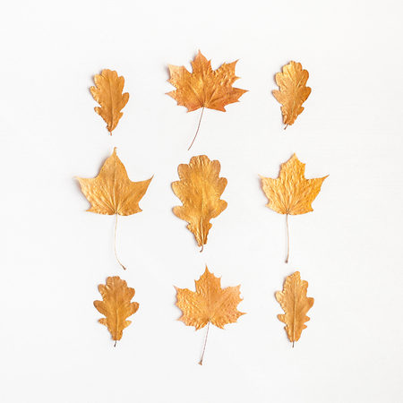 Autumn composition. Autumn maple tree leaves on white background. Flat lay, top view, squareの写真素材