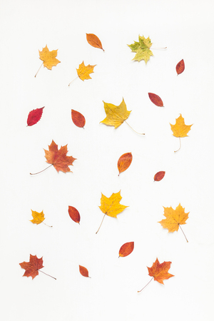 Autumn composition. Pattern made of autumn maple tree leaves on white background. Flat lay, top viewの写真素材