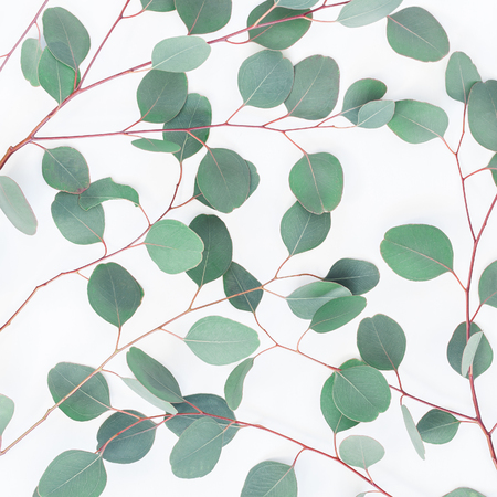 Eucalyptus leaves on white background. Pattern made of eucalyptus branches. Flat lay, top view, squareの写真素材
