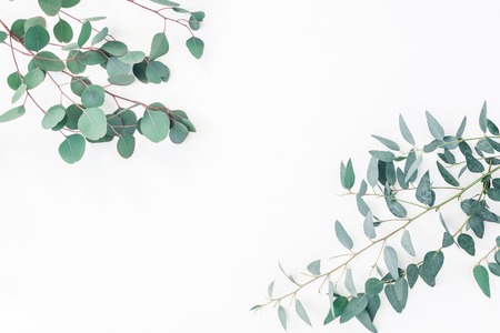 Eucalyptus leaves on white background. Frame made of eucalyptus branches. Flat lay, top view, copy spaceの写真素材