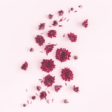 Flowers composition. Pattern made of chrysanthemum flowers on pink background. Flat lay, top view, squareの写真素材