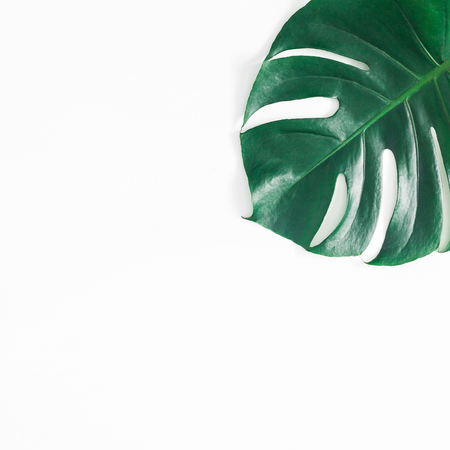 Monstera leaf. Green tropical leaf on white background. Flat lay, top view, copy space, squareの写真素材