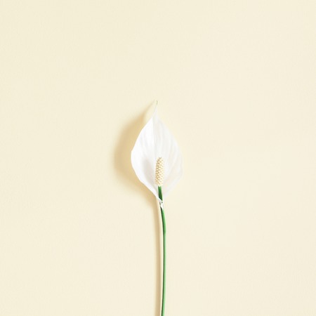 Flowers composition. Tropical flowers on pastel yellow background. Flat lay, top view, squareの写真素材