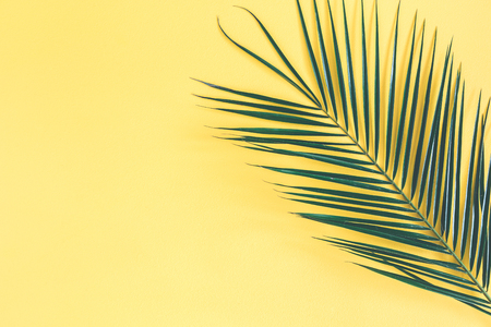 Tropical palm leaf on yellow background. Summer concept. Flat lay, top view, copy space, close upの写真素材