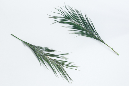 Tropical palm leaves on pastel gray background. Summer concept. Flat lay, top view, copy spaceの写真素材