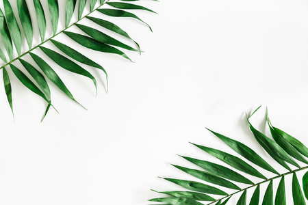Tropical palm leaves on white background. Summer concept. Flat lay, top view, copy space, close upの写真素材