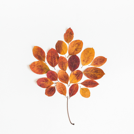 Autumn leaf on white background. Flat lay, top view, squareの写真素材