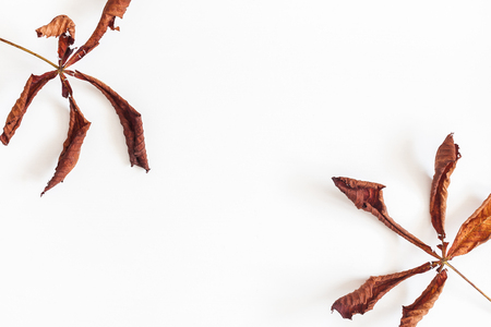 Autumn composition. Frame made of autumn dried leaves on white background. Flat lay, top view, copy spaceの写真素材