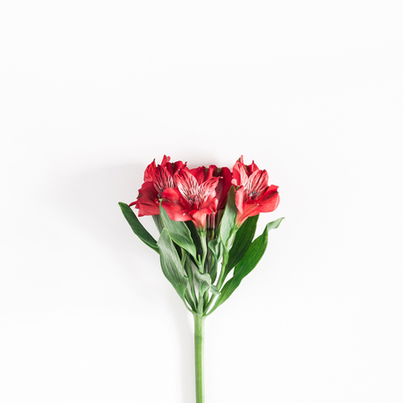 Red flower on white background. Flat lay, top view, squareの写真素材