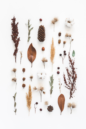 Autumn composition. Pattern made of eucalyptus branches, cotton flowers, dried leaves on white background. Autumn, fall concept. Flat lay, top viewの写真素材