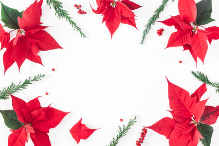 Christmas composition. Frame made of christmas poinsettia on white background. Top view, flat lay, copy spaceの写真素材