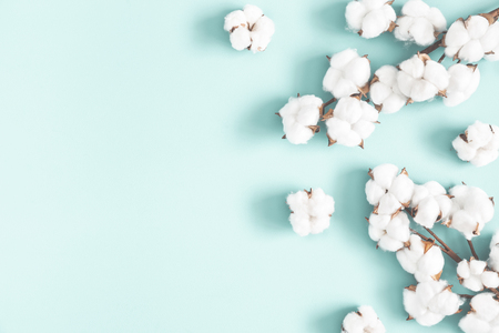 Flowers composition. Cotton flowers on pastel blue background. Flat lay, top view, copy spaceの写真素材