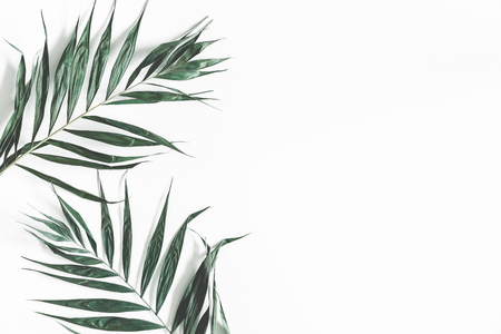 Green palm leaves on white background. Flat lay, top view, copy spaceの写真素材