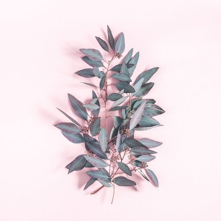 Eucalyptus leaves on pastel pink background. Pattern made of eucalyptus branches. Flat lay, top view, squareの写真素材