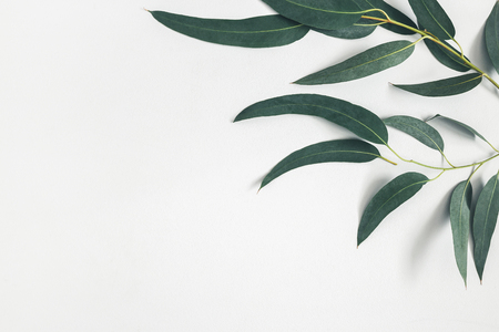 Eucalyptus leaves on pastel gray background. Pattern made of eucalyptus branches. Flat lay, top view, copy spaceの写真素材