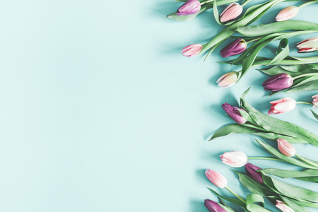 Flowers composition. Tulip flowers on pastel blue background. Spring, easter, mothers day, womens day concept. Flat lay, top view, copy spaceの写真素材