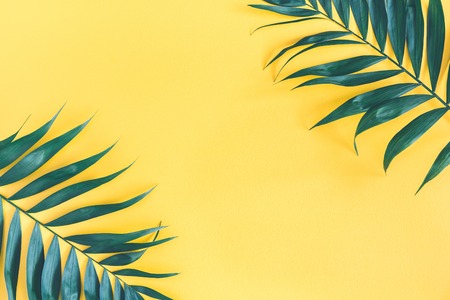 Summer composition. Tropical palm leaf on yellow background. Summer concept. Flat lay, top view, copy spaceの写真素材
