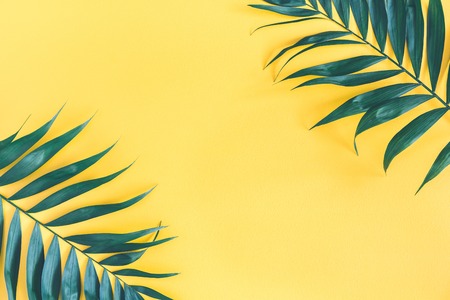 Summer composition. Tropical palm leaf on yellow background. Summer concept. Flat lay, top view, copy space